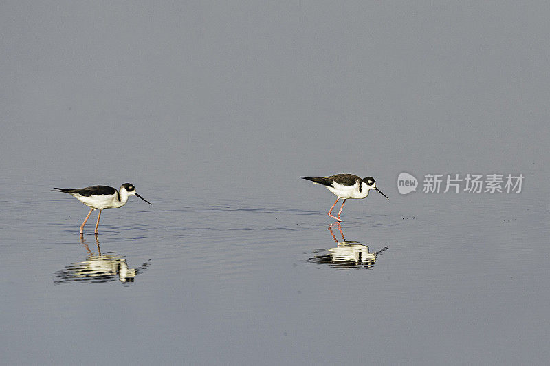 黑颈高跷鸟(Himantopus mexicanus)是一种当地丰富的美国湿地和海岸线滨鸟。加州萨克拉门托-圣华金河三角洲的斯塔顿岛